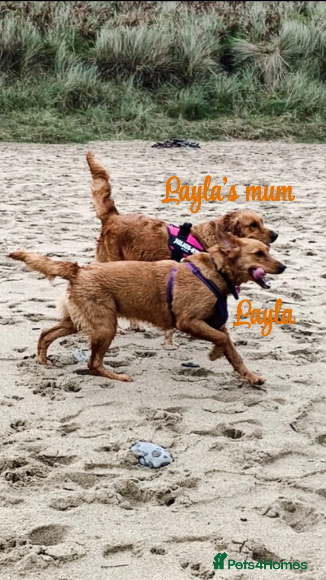 Golden Retriever dogs for sale: Dark Golden Retriever Puppies Health-Tested  - Advert 4