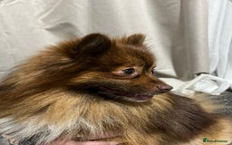 Pomeranian dogs for stud: Chocolate Pomeranian for stud   - Advert 2