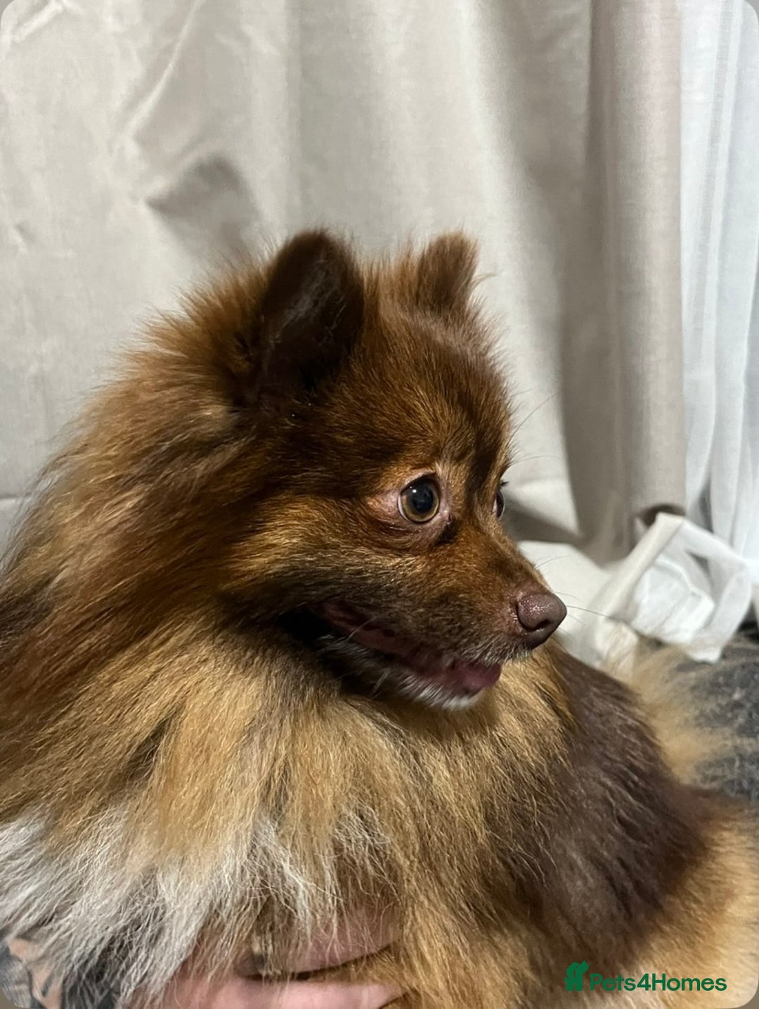 Pomeranian dogs for stud: Chocolate Pomeranian for stud   - Advert 2