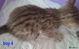 Savannah cats for sale: Savannah SBTF6 cubs with Serval traits stunning - Advert 16
