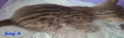 Savannah cats for sale: REDUCED! Savannah SBTF6 cubs with Serval traits - Advert 16