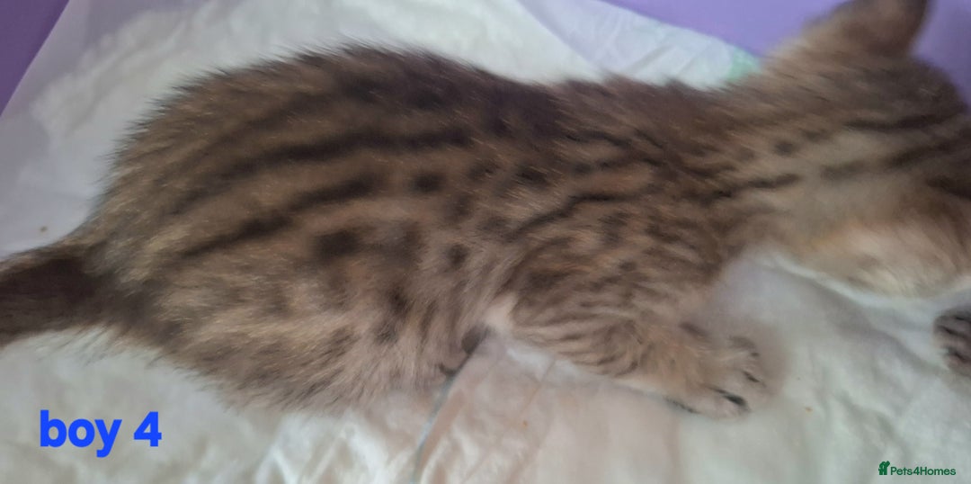 Savannah cats for sale: Savannah SBTF6 cubs with Serval traits stunning - Advert 16