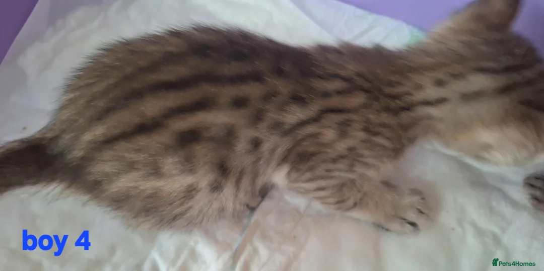 Savannah cats for sale: REDUCED! Savannah SBTF6 cubs with Serval traits - Advert 20