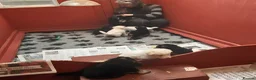 German Shepherd dogs for sale: Stunning KC reg German Shepherd pups - Advert 4