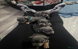 Mixed Breed dogs for sale: French- wieners ❤️ - Image 4