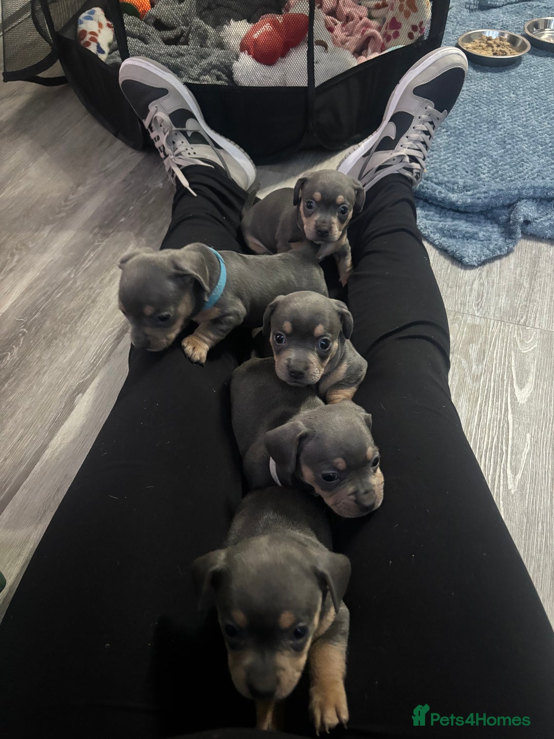 Mixed Breed dogs for sale: French- wieners ❤️ - Image 4