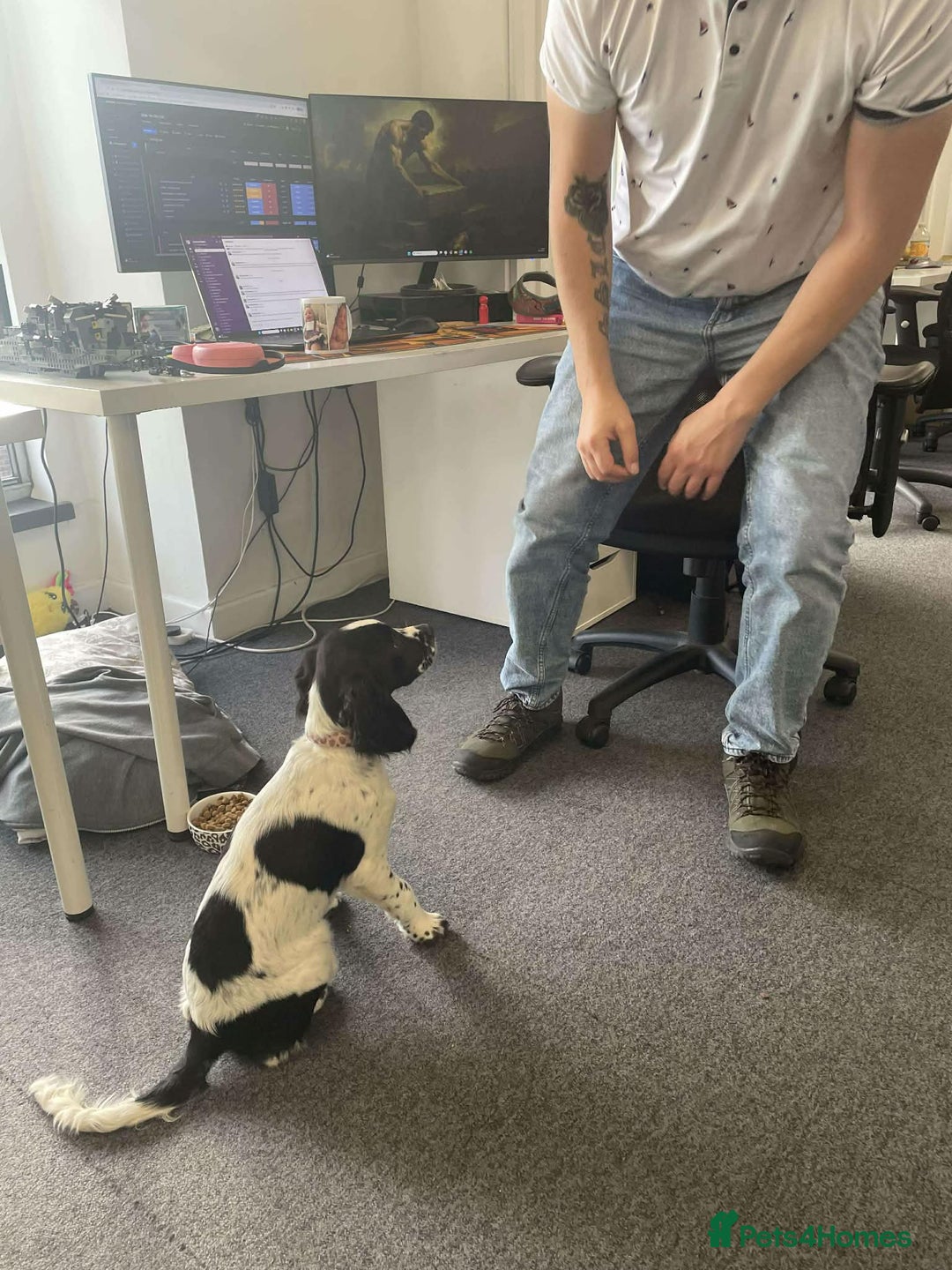 Mixed Breed dogs for sale: 7 month old cocker spaniel  - Advert 4