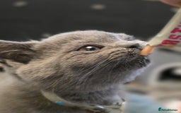 British Shorthair cats for sale: BSH kittens ready now vet checked - Image 6