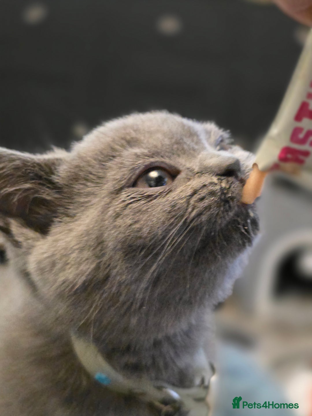 British Shorthair cats for sale: BSH kittens ready now vet checked - Image 6