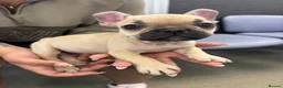 French Bulldog dogs for sale: 1 female French bull dog “little missy” - Advert 2