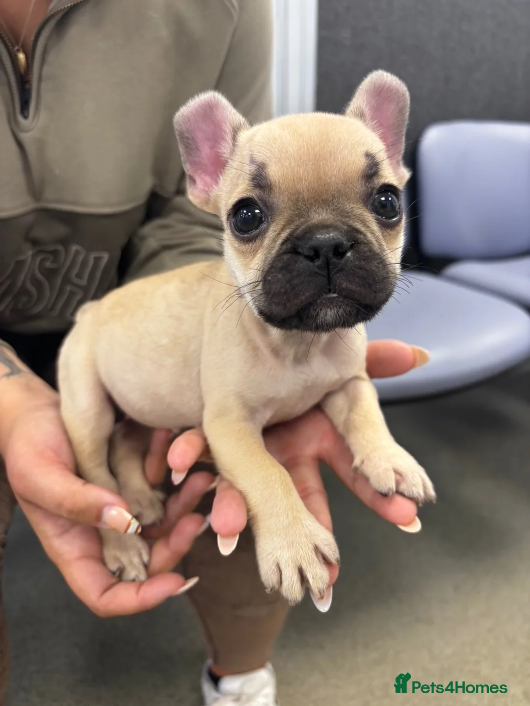 French Bulldog dogs for sale: 1 female French bull dog “little missy” - Advert 2