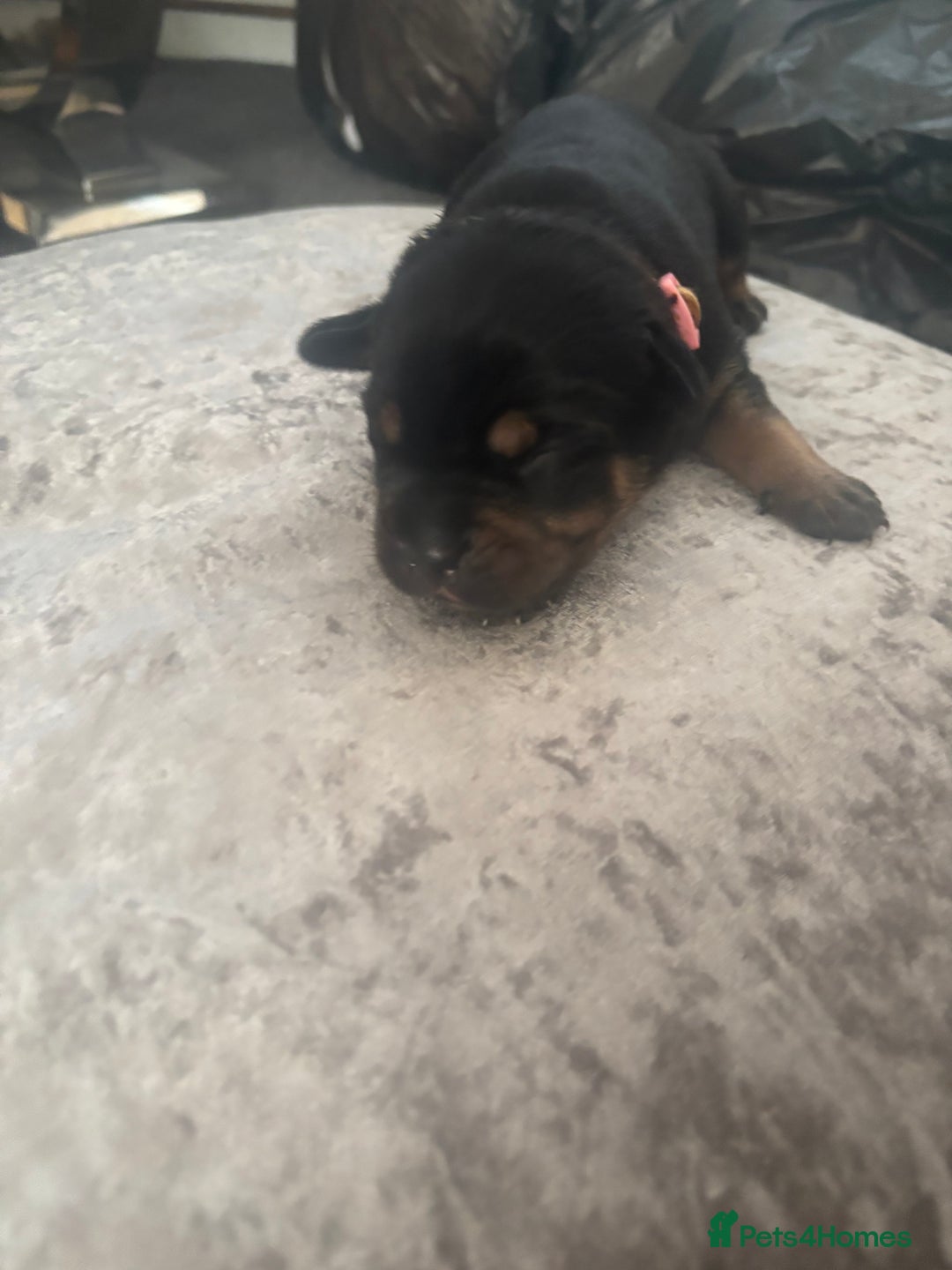 Mixed Breed dogs for sale: My surprise litter - Advert 14