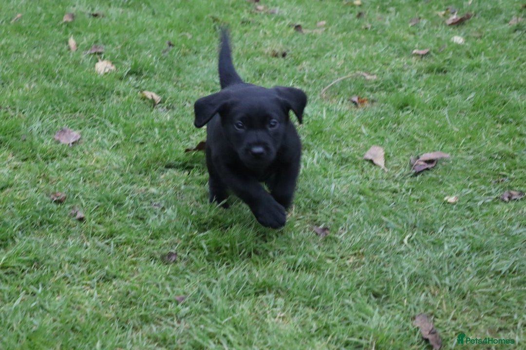 Labrador Retriever dogs for sale: 1 Black Labrador bitch left ready to go now  - Image 21