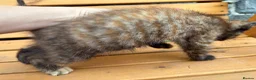 Mixed Breed cats for sale: Friendly farm kittens  - Advert 8