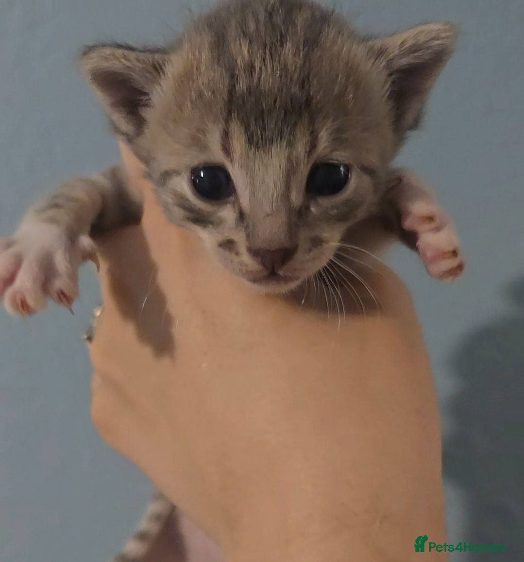Bengal cats 🐾 Show-Stopping Savannah x Bengal  🐆 - Advert 1