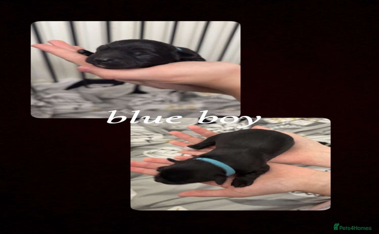 Mixed Breed dogs - Advert 2
