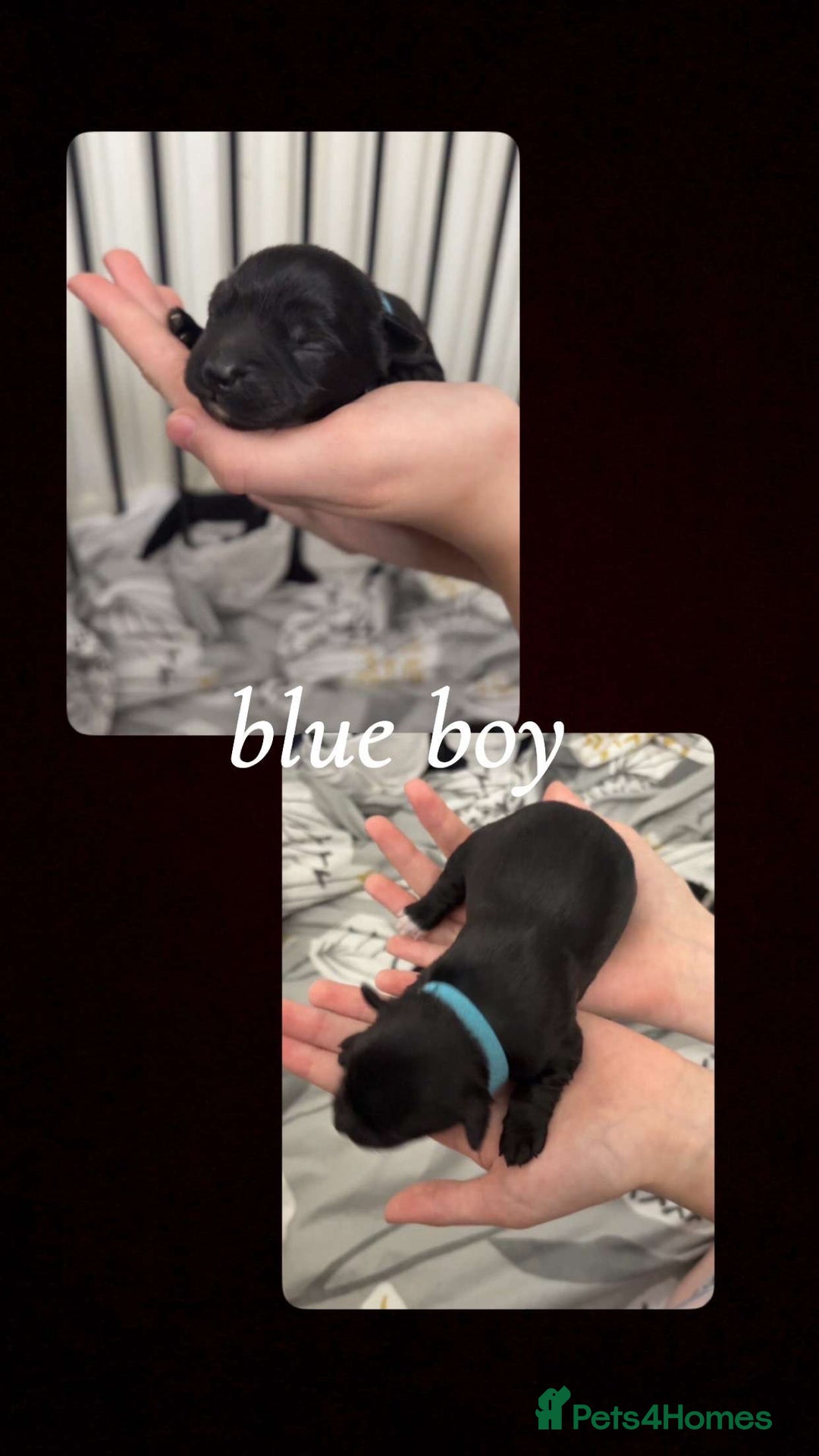 Mixed Breed dogs for sale: Jackawawa x miniature poodle  - Image 1