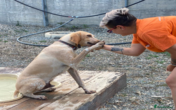 Segugio Italiano dogs for adoption: Twix - child friendly! - Image 3