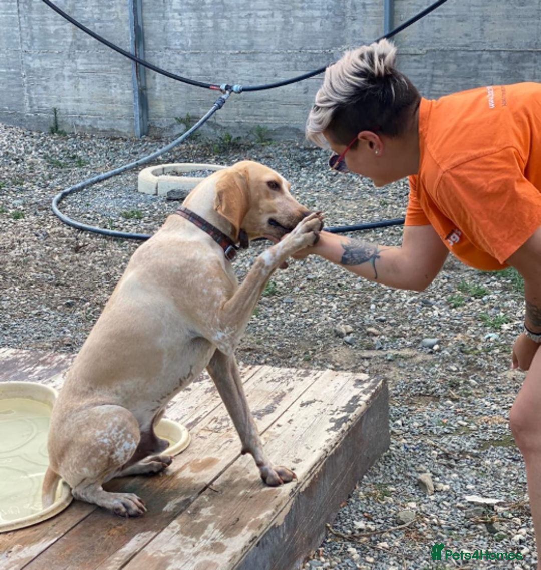 Segugio Italiano dogs for adoption: Twix - child friendly! - Image 3