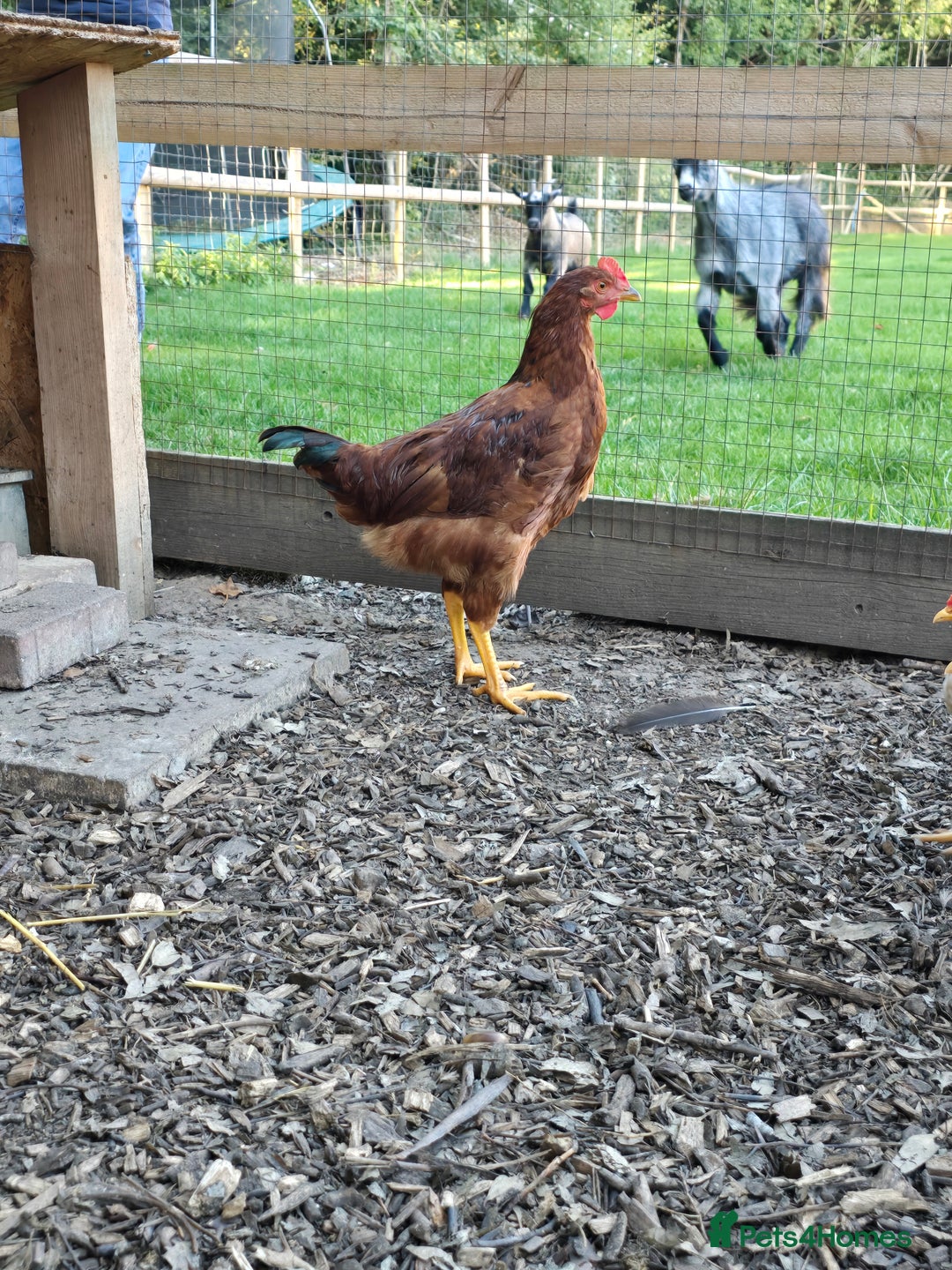 Chickens poultry for sale: Rhode Island Red Cockerells - Image 3