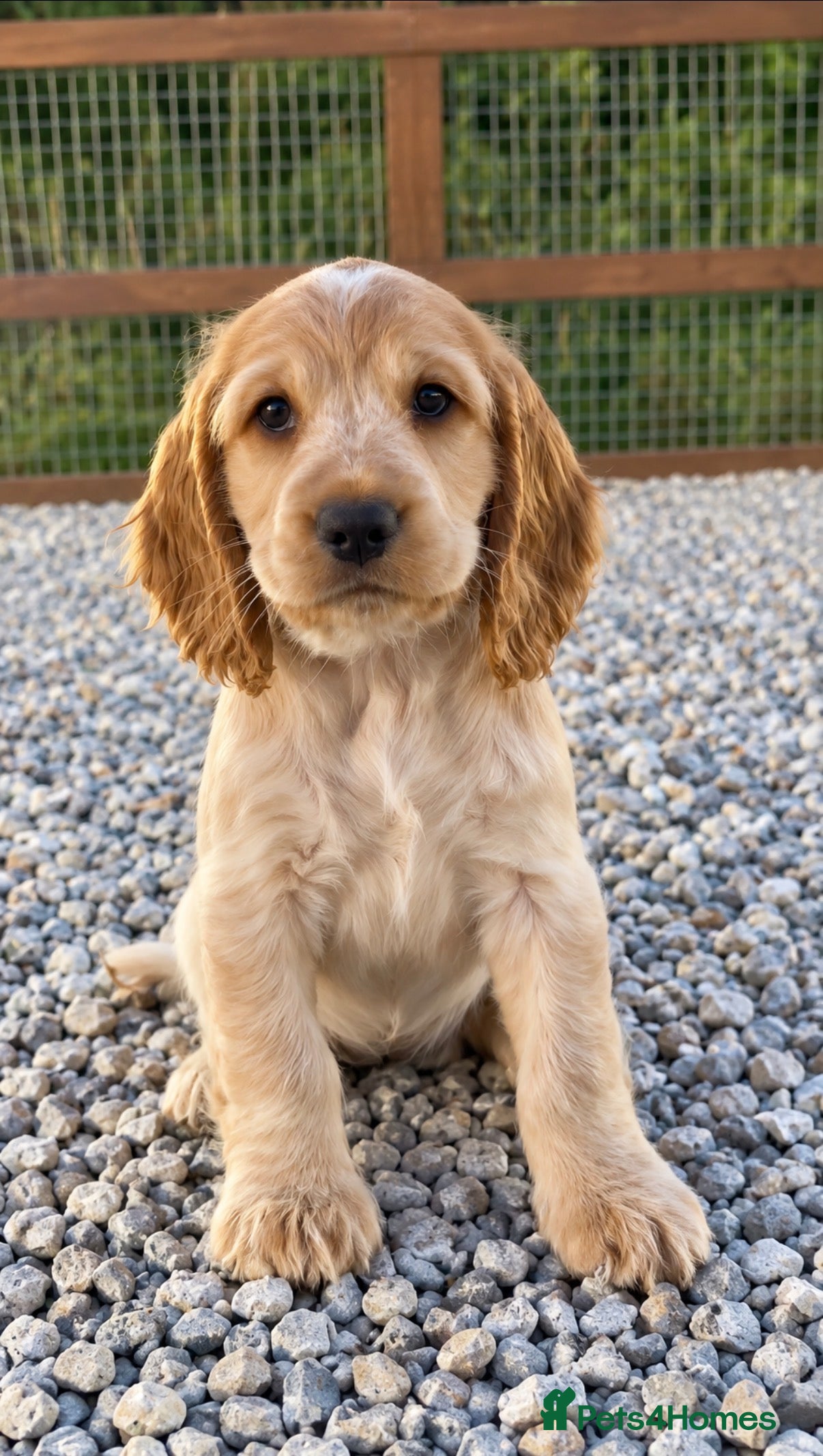 Cocker Spaniel dogs Pedigree Show Cocker Spaniel Puppies - Advert 2