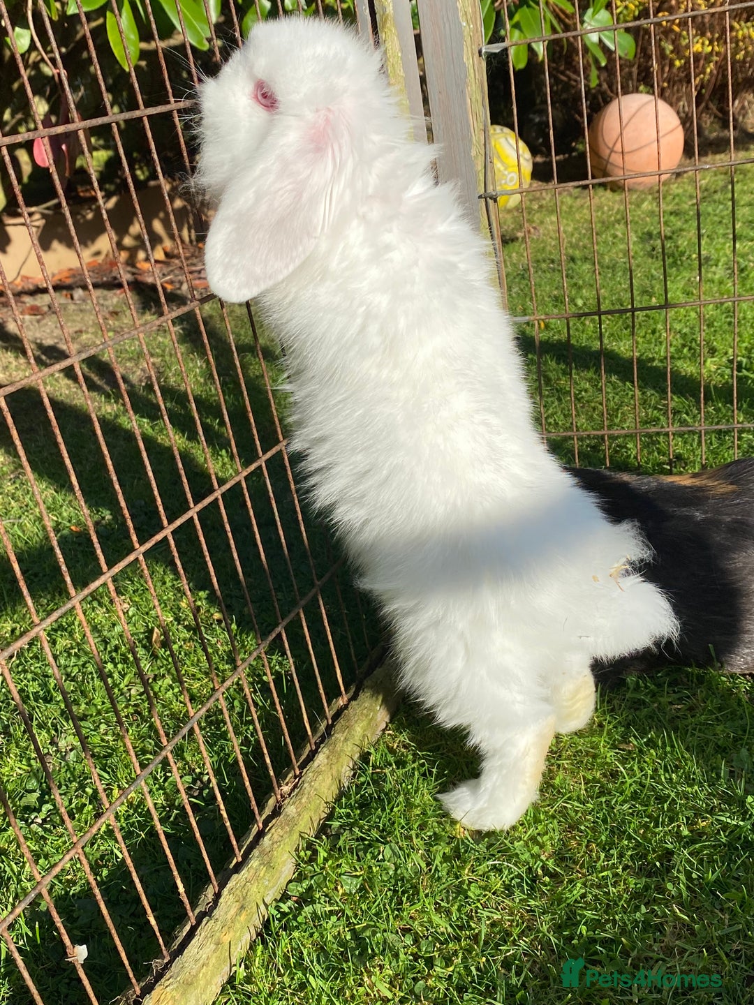 Mini Lion Lop rabbits for sale: Male rabbits ready now  - Advert 4