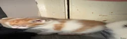 Mixed Breed cats for sale: Fluffy little kittens  - Advert 10
