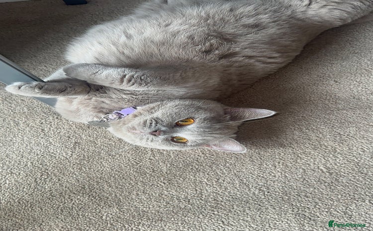 Toyger cats - Advert 1