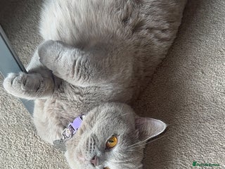 Toyger cats - Advert 2