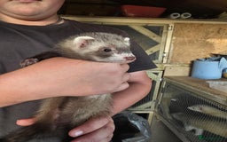 Ferret rodents for sale: ferret kits hobs and jills for sale - Image 10