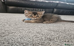 Scottish Fold cats for sale: Adorable Scottish fold Straight Ears Kittens - Image 19