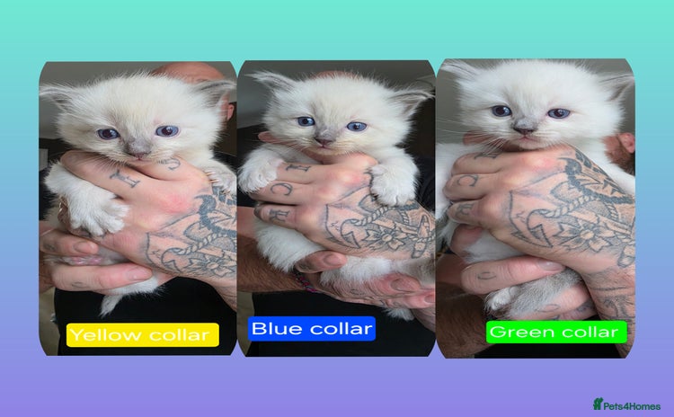 Ragdoll cats - Advert 10