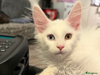 Maine Coon cats Maine coon blue green eye girl ready to leave - Advert 17