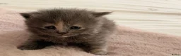 British Shorthair cats for sale: British short hair cross with British longhair  - Advert 5