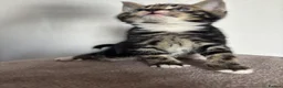 Mixed Breed cats for sale: Three Handsome Tabbies for sale!  in Fareham - Advert 20