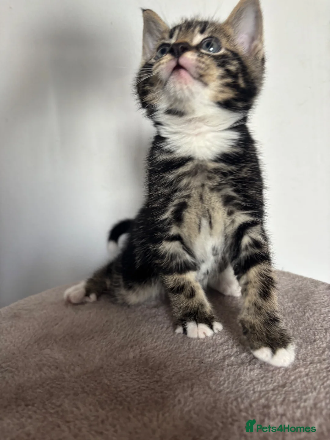 Mixed Breed cats for sale: Three Handsome Tabbies for sale!  in Fareham - Advert 20
