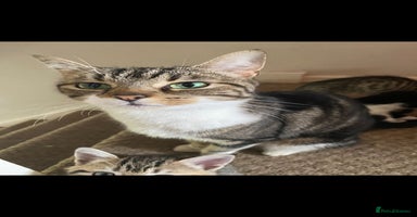 Mixed Breed cats Tabby kittens - Advert 1