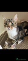 Mixed Breed cats Tabby kittens - Advert 7
