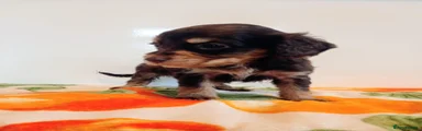 Mable