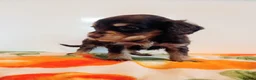 Mixed Breed dogs for sale: Maltese spaniel puppy's  in Bedford - Advert 4
