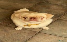 Pug dogs for sale: Beautiful female pug  - Image 3