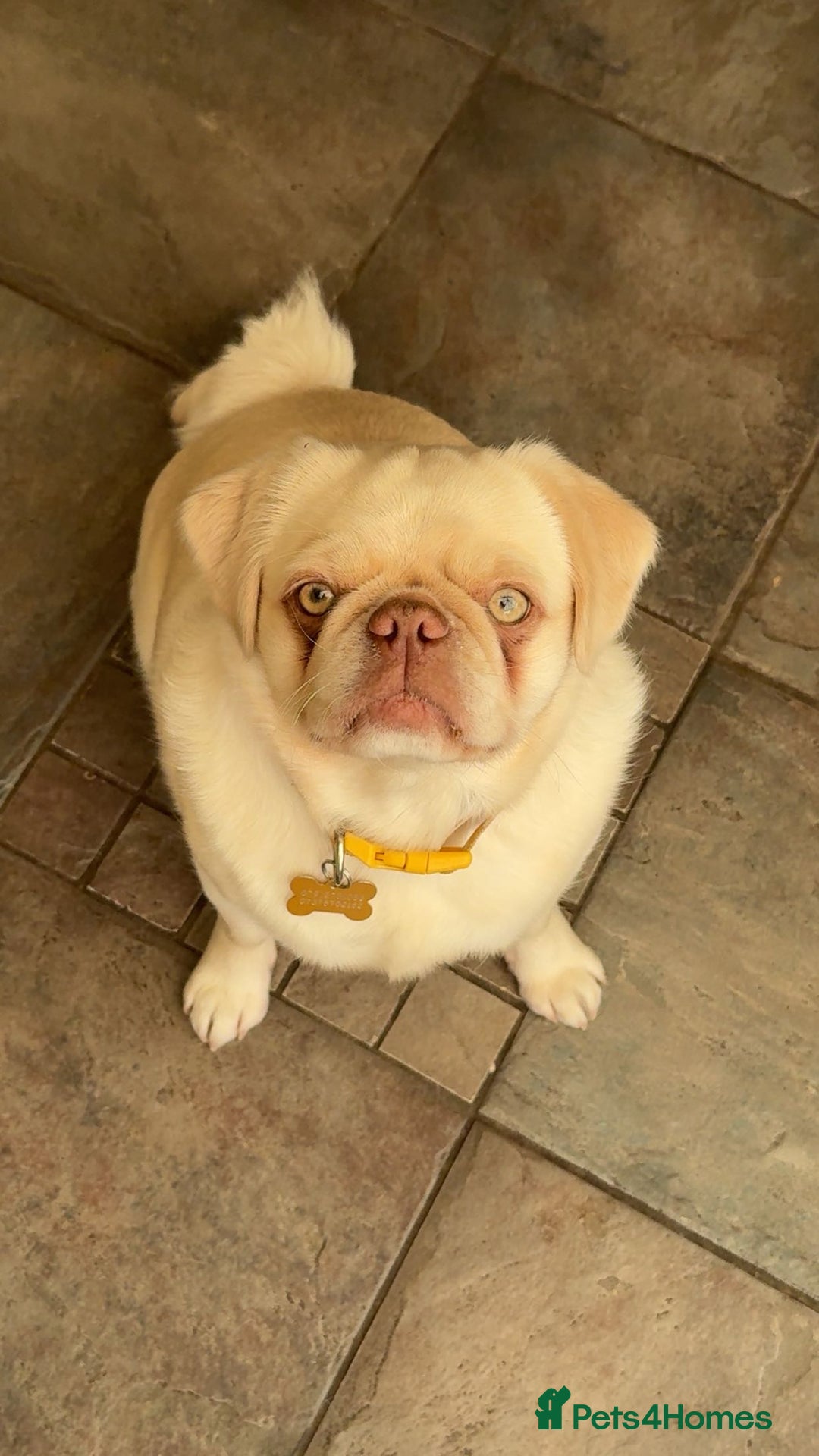 Pug dogs for sale: Beautiful female pug  - Image 3