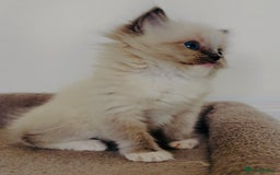 Ragdoll cats for sale: Full Pedigree beautiful Ragdoll kittens - Image 8