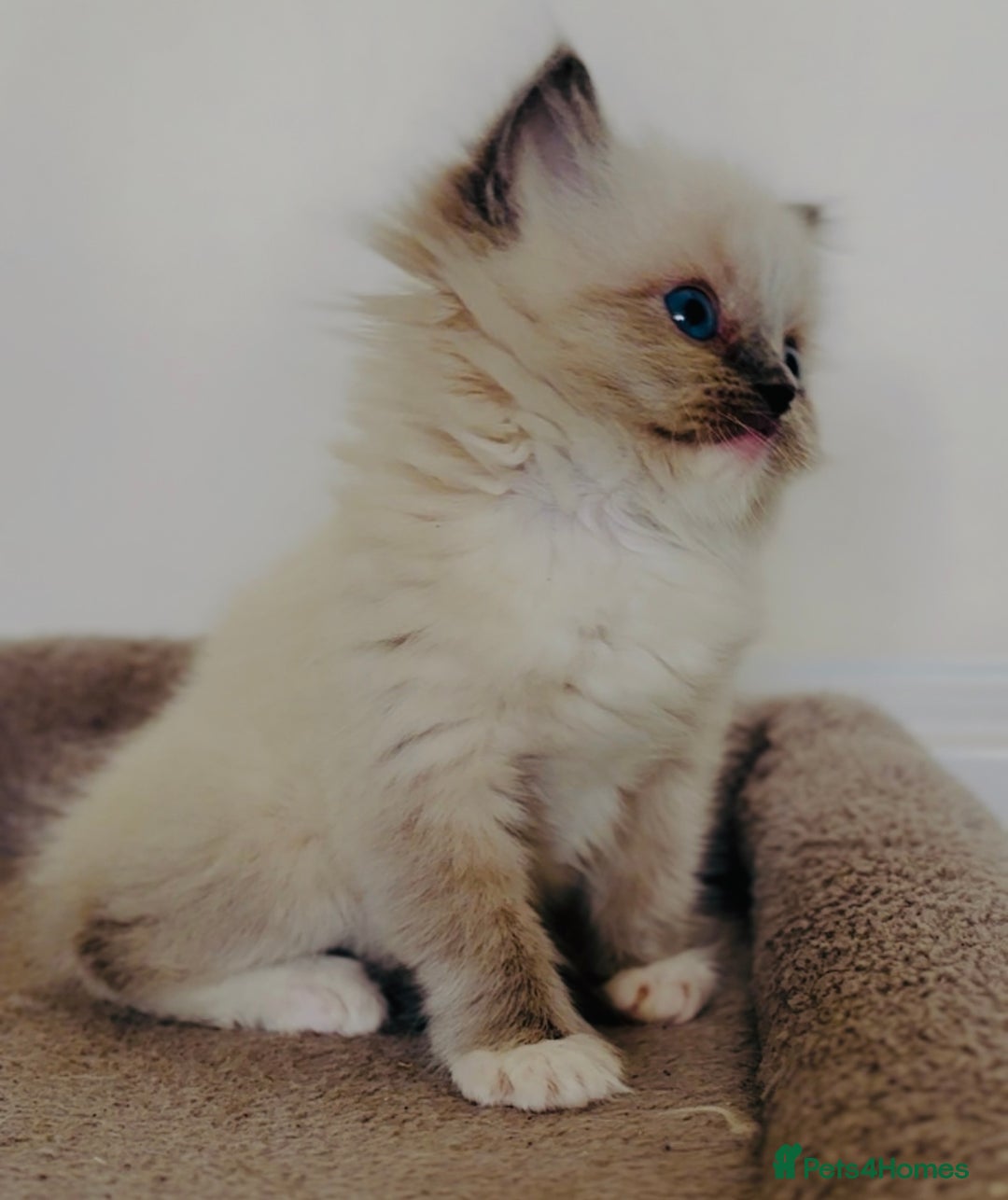 Ragdoll cats for sale: Full Pedigree beautiful Ragdoll kittens - Image 8