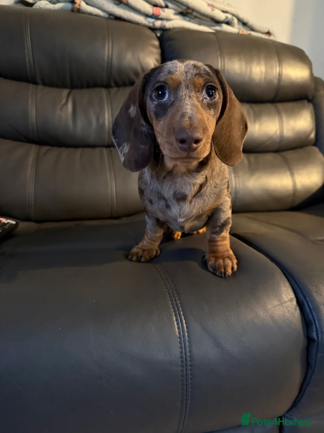 Miniature Dachshund dogs for sale: KC registered chocolate dapple girl  - Advert 3