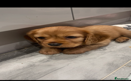 Cavapoo dogs for sale: 3cavapoo puppies  - Image 8