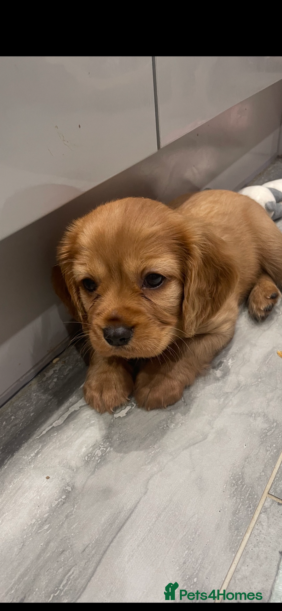 Cavapoo dogs for sale: 3cavapoo puppies  - Image 8