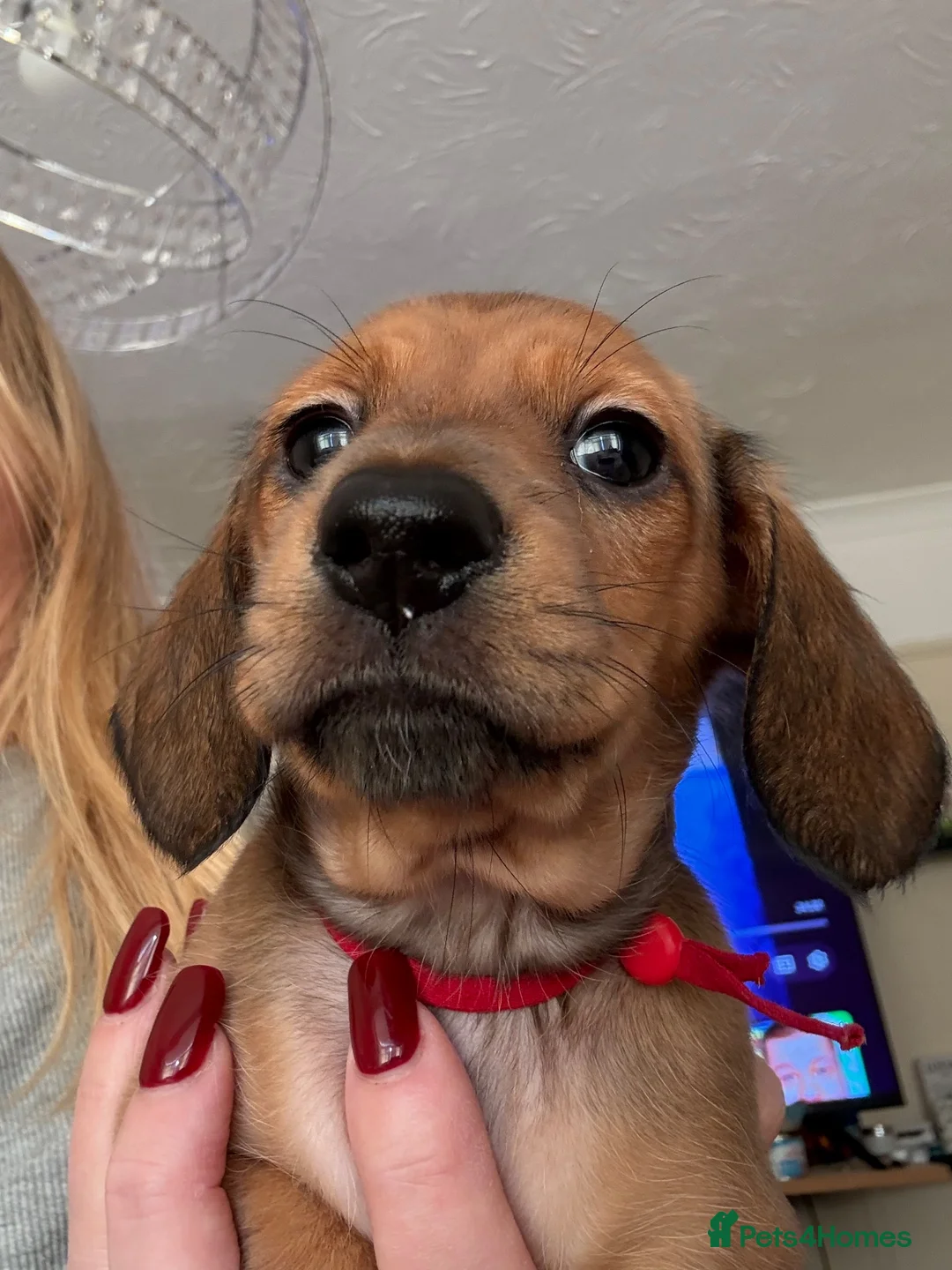 Miniature Dachshund dogs for sale: 3 LAST MINIATURE DACHSHUNDS  - Advert 12