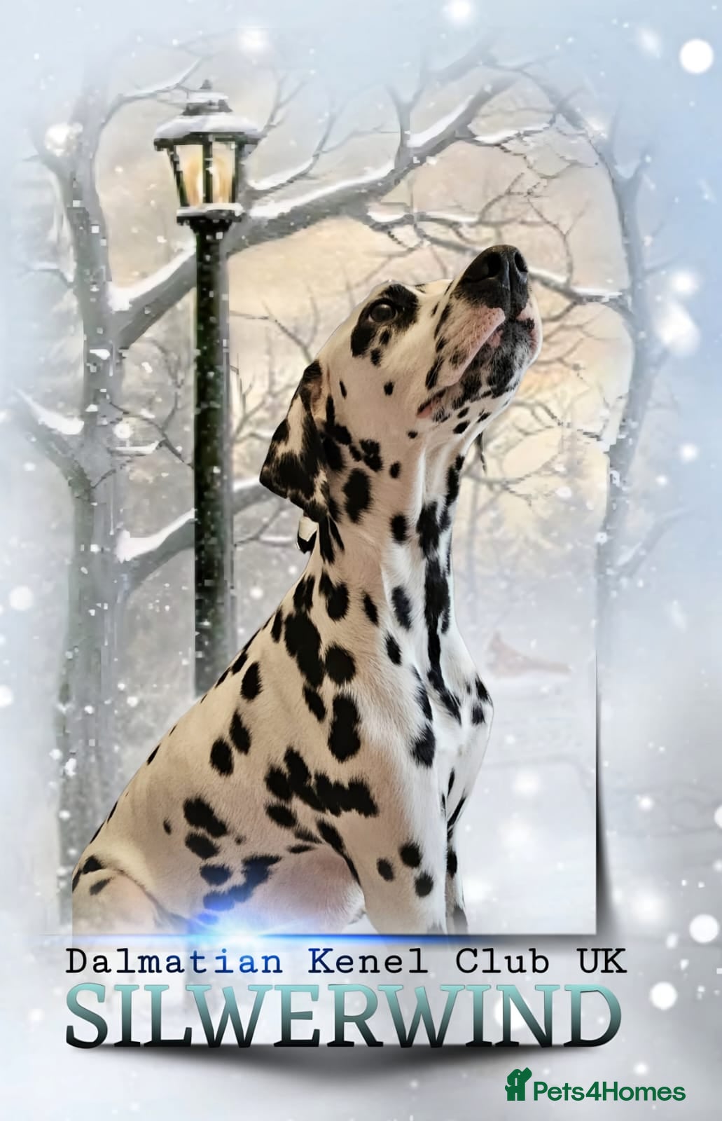 Dalmatian dogs for sale: 2 KC Dalmatian boys Ready to go Liver spots  - Advert 1