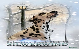 Dalmatian dogs for sale: 8 KC Dalmatian puppies  - Image 2